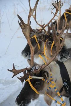 Northern deer Stock Photos