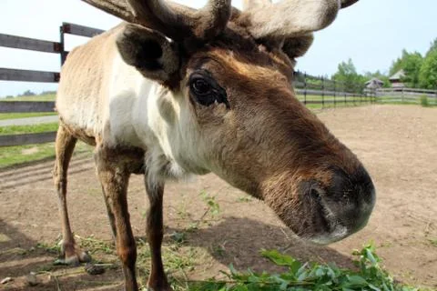 Northern deer Stock Photos
