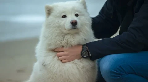 Northern Dog Stock Footage 67448517