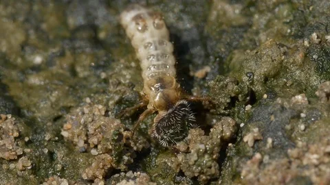 Northern dune tiger beetle larva (Cicindela hybrida) Stock-Footage 78894093
