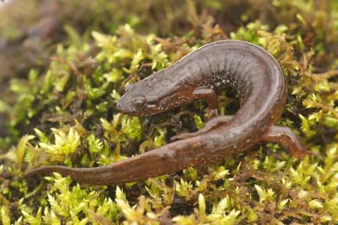 Northern dusky salamander ( desmognathus fuscus ) Stock Photos