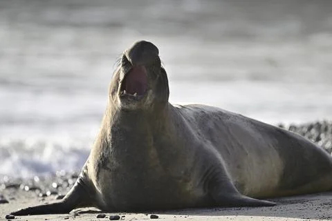 Northern Elephant Seal at Año Nuevo State Park Beach Stock Photos