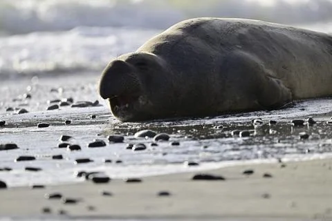 Northern Elephant Seal napping at Año Nuevo State Park Beach Stock Photos