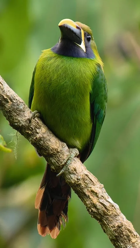 Northern Emerald Toucanet Perched Close Up Vertical 4K Stock Footage 346188760