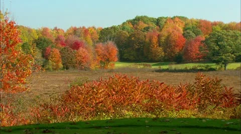 Northern Fall Colors Vídeos de archivo 21348516