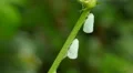Northern Flatid Planthoppers (Flatormenis proxima) 1 HD Footage