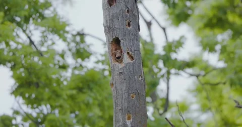 Northern Flicker 1 Stock Footage 295972940