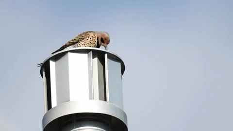 A northern flicker bangs on a chimney cap Stock Footage 236596145