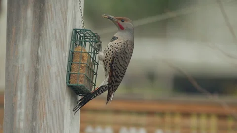 Northern flicker feeds on suet at a backyard bird feeder, 4k Stock Footage 166246140