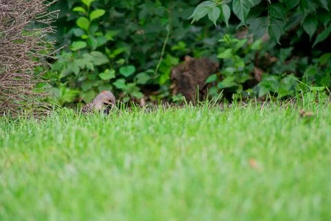 A Northern Flicker Foraging in the Grass Stock Photos