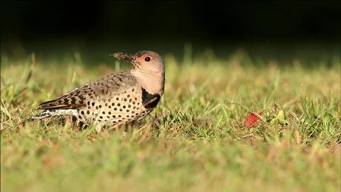 Northern Flicker foraging on the ground Stock Footage 81933865