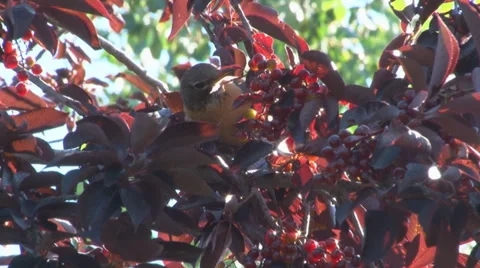Northern flicker gobbles cherries. Video stock 28889924