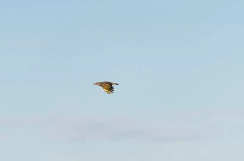 Northern Flicker in level flight Stock Photos