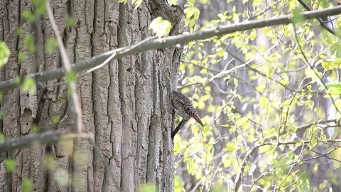 Northern Flicker Making a Nest Stock Footage 108187019