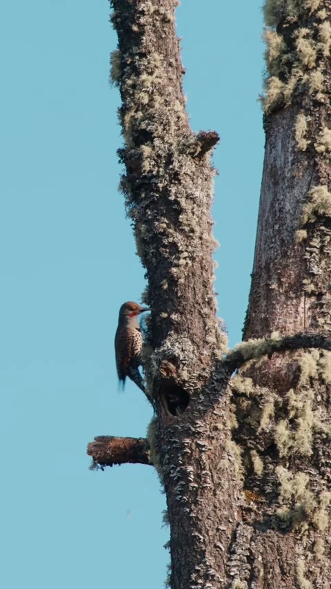 Northern Flicker parent bird flying to its nest to feed the hungry baby chicks Stock Footage 345510633