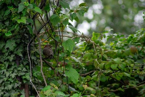 A Northern Flicker Perched In a Tree Stock Photos