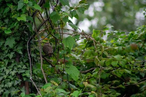 A Northern Flicker Perched In a Tree Foto stock