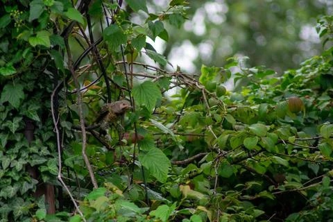 A Northern Flicker Perched In a Tree Stock Photos