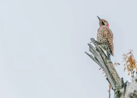Northern flicker Stock Photos