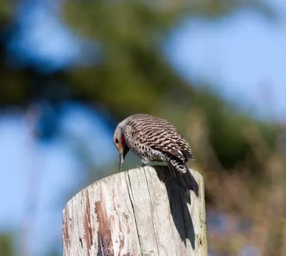 Northern flicker Stock Photos