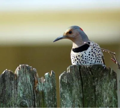 Northern Flicker Stock Photos
