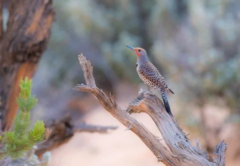 Northern Flicker Stock Photos