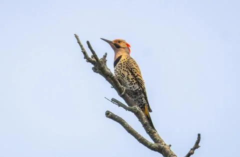 Northern Flicker Stock Photos