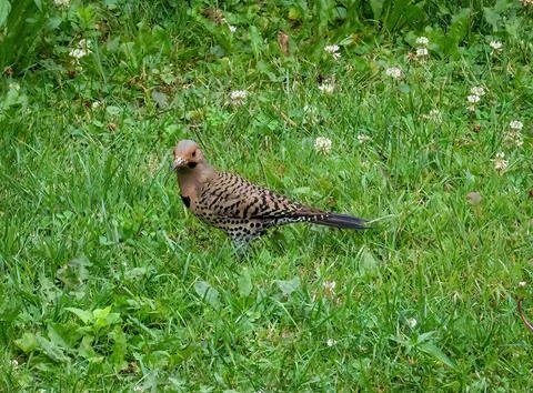 Northern Flicker Stock Photos