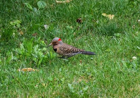 Northern Flicker Stock Photos