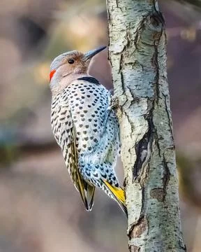 Northern Flicker. Stock Photos