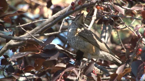 Northern flicker picks and eats red cherries. Stock Footage 28898218