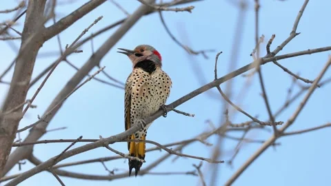 A northern flicker sings while perched on a branch Stock Footage 236596167