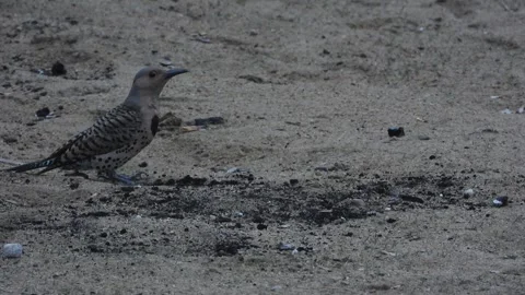 Northern Flicker Stands on Charred Firepit Sand at Night Stock Footage 325635050