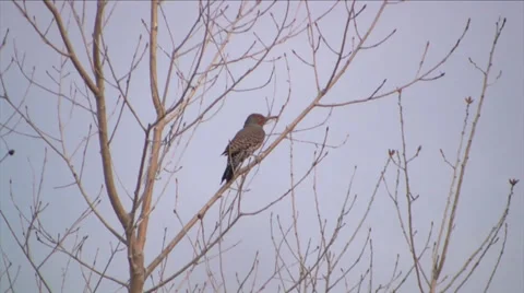 Northern Flicker in a tree at Bosque del Apache National Wildlife Refuge 스톡 동영상 38278876