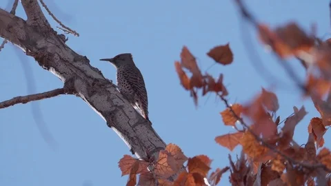 Northern Flicker in a Tree Stock Footage 84331517