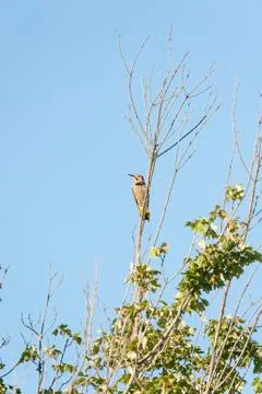 Northern Flicker (vertical format) Stock Photos
