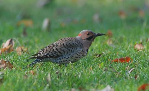 Northern flicker2 Stock Photos