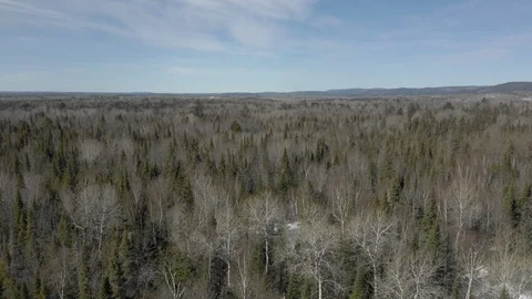 Northern forest over pine trees snowy winter Stock Footage 106363278