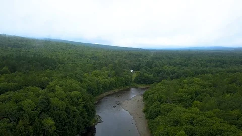 Northern forest with river flowing through trees Stock Footage 114706463