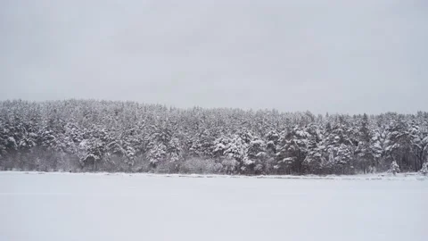 Northern forests in winter Видео 146974929