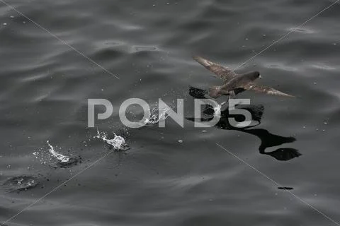 Northern fulmar (Fulmarus glacialis) taking off from a calm sea, Sakhalin Stock Photos