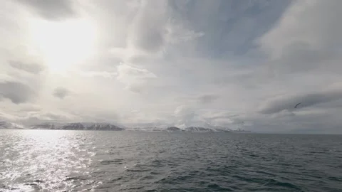 Northern Fulmars Flying Around Ship in Arctic Waters 库存影片 336689492
