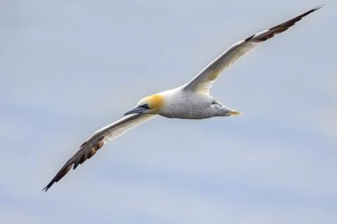 Northern gannet in flight Stock Photos