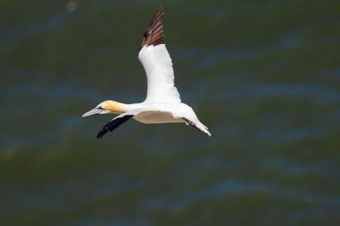 Northern Gannet flying by the cliffs of Bempton Cliffs, Flamborough Head, Eas Stock Photos