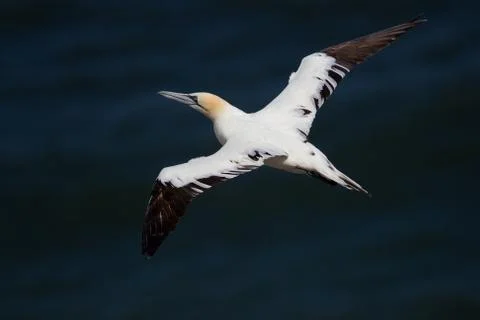 Northern Gannet flying by the cliffs of Bempton Cliffs, Flamborough Head, Eas Foto stock