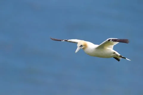 Northern Gannet flying by the cliffs of Bempton Cliffs, Flamborough Head, Eas Stock Photos