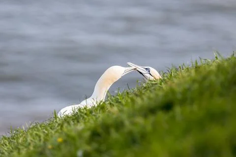 Northern gannet pair exchanging grass for their nest Stock Photos