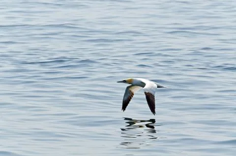 Northern gannet Stock Photos