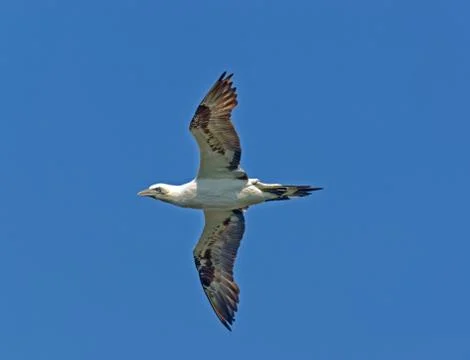 Northern Gannet Stock Photos