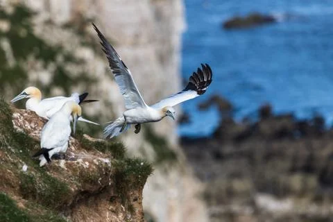 Northern gannet taking off Stock Photos